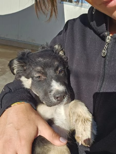 Sarabi Dolce Cucciola Tg Media Cerca Famiglia | Foto 3