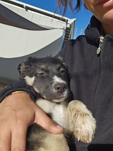 Sarabi Dolce Cucciola Tg Media Cerca Famiglia | Foto 2