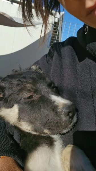 Sarabi Dolce Cucciola Tg Media Cerca Famiglia | Foto 1