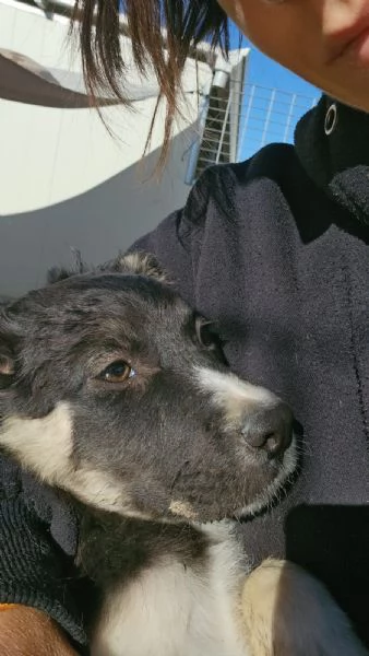 Sarabi Dolce Cucciola Tg Media Cerca Famiglia | Foto 0