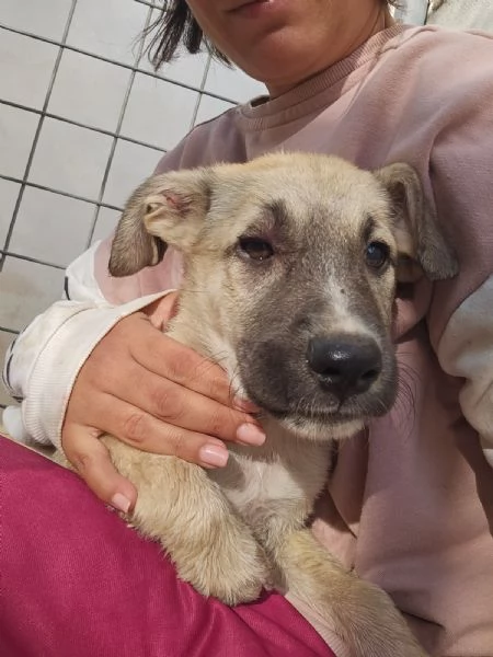 Zira Dolcissima Cucciola Cerca Famiglia | Foto 2