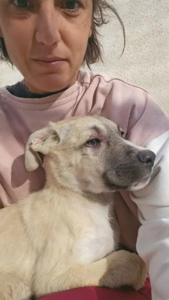 Zira Dolcissima Cucciola Cerca Famiglia | Foto 1