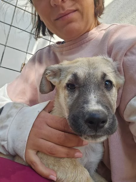 Zira Dolcissima Cucciola Cerca Famiglia