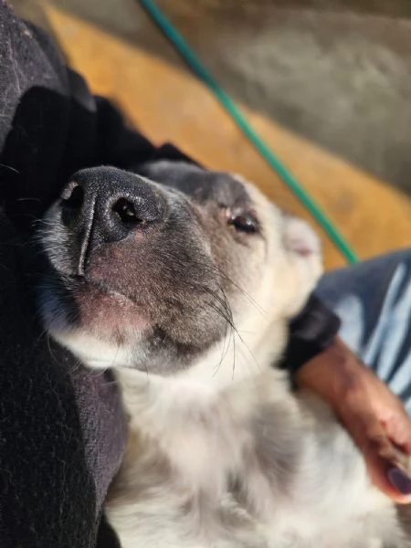 Zira Dolcissima Cucciola Cerca Famiglia | Foto 0