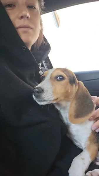 Sbirulino Dolce cucciolo Beagle cerca famiglia | Foto 5