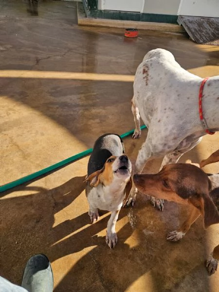 Sbirulino Dolce cucciolo Beagle cerca famiglia | Foto 4