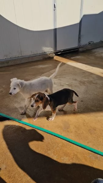 Sbirulino Dolce cucciolo Beagle cerca famiglia | Foto 3
