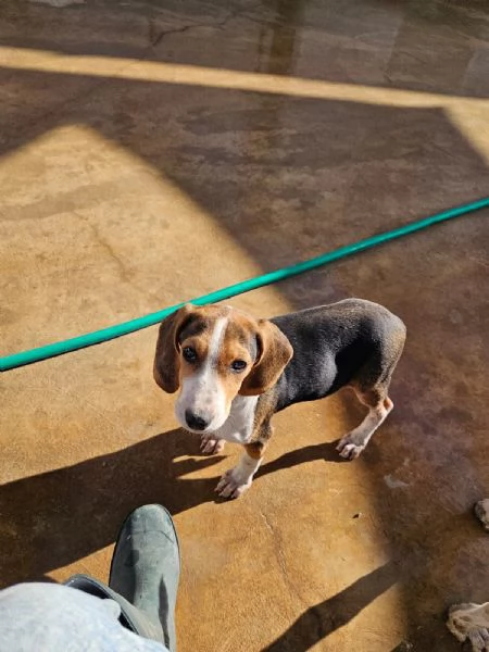 Sbirulino Dolce cucciolo Beagle cerca famiglia