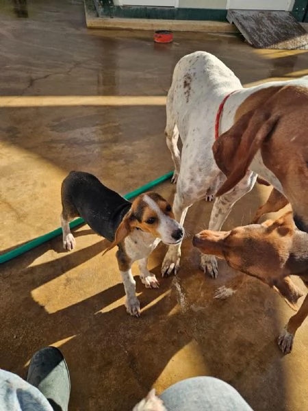 Sbirulino Dolce cucciolo Beagle cerca famiglia | Foto 2