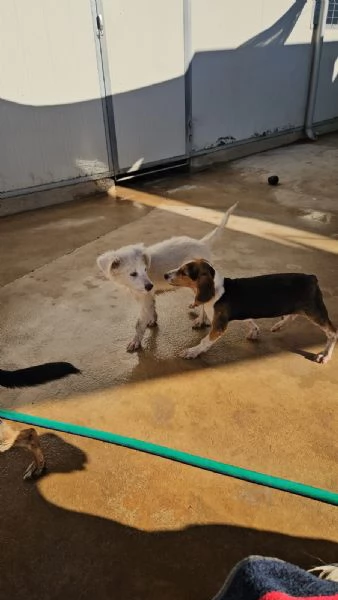 Sbirulino Dolce cucciolo Beagle cerca famiglia | Foto 1