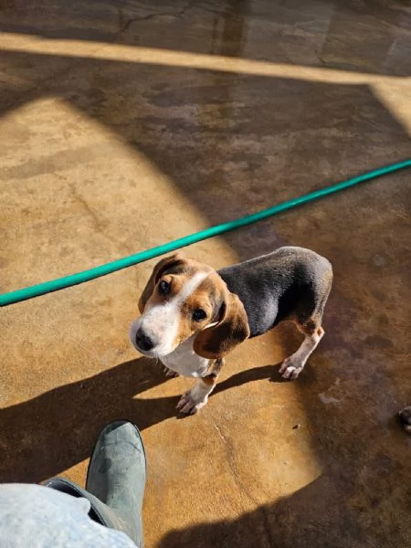 Sbirulino Dolce cucciolo Beagle cerca famiglia | Foto 0