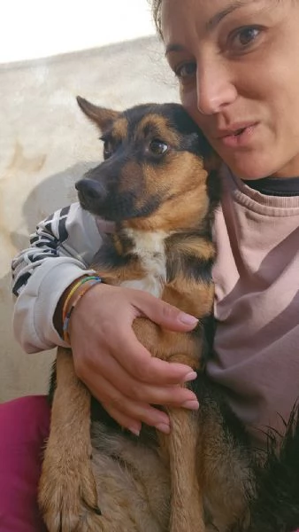 Lucio splendido cucciolo taglia piccola cerca casa | Foto 5