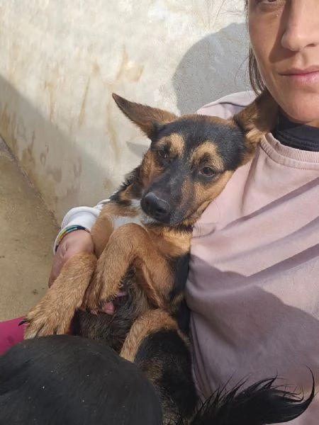 Lucio splendido cucciolo taglia piccola cerca casa | Foto 4