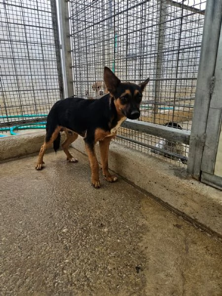 Lucio splendido cucciolo taglia piccola cerca casa | Foto 3