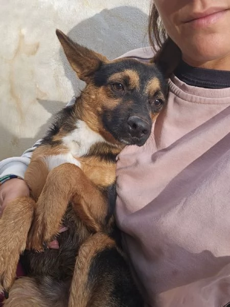 Lucio splendido cucciolo taglia piccola cerca casa | Foto 2