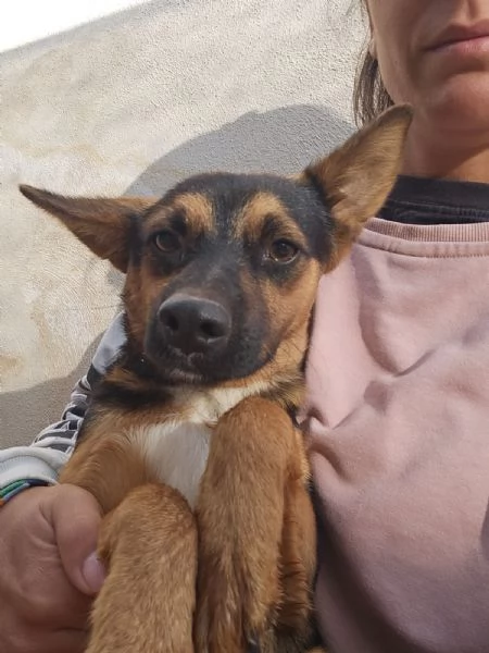 Lucio splendido cucciolo taglia piccola cerca casa