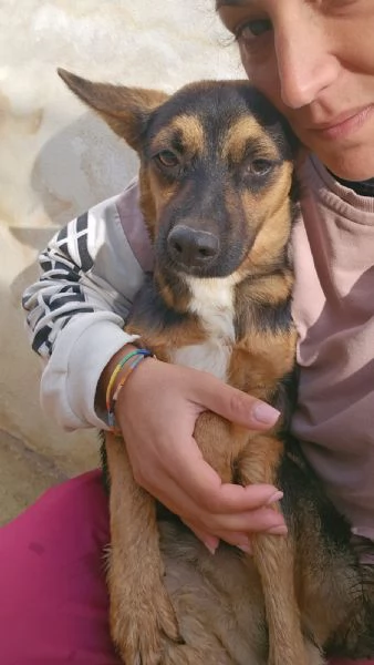Lucio splendido cucciolo taglia piccola cerca casa | Foto 1