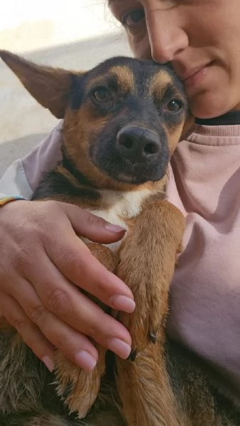 Lucio splendido cucciolo taglia piccola cerca casa | Foto 0