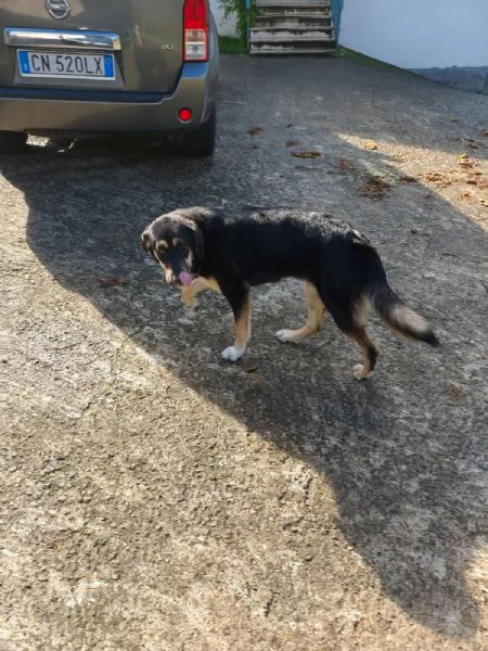 Kimberly splendida cucciola simil pastoresegugio cerca famiglia | Foto 4