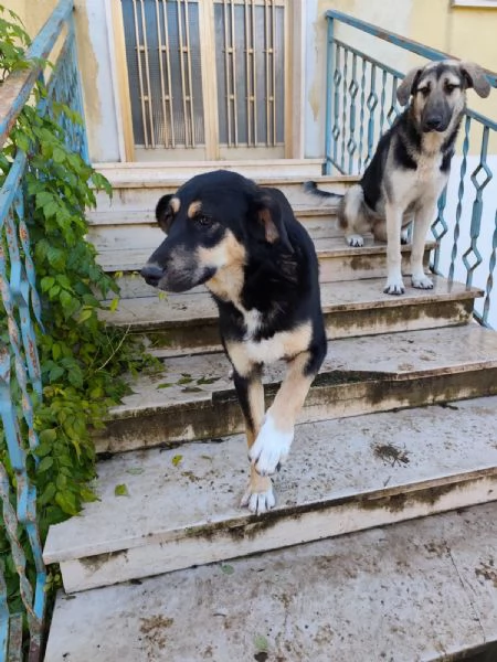 Kimberly splendida cucciola simil pastoresegugio cerca famiglia | Foto 2