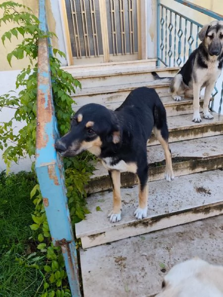 Kimberly splendida cucciola simil pastoresegugio cerca famiglia | Foto 1