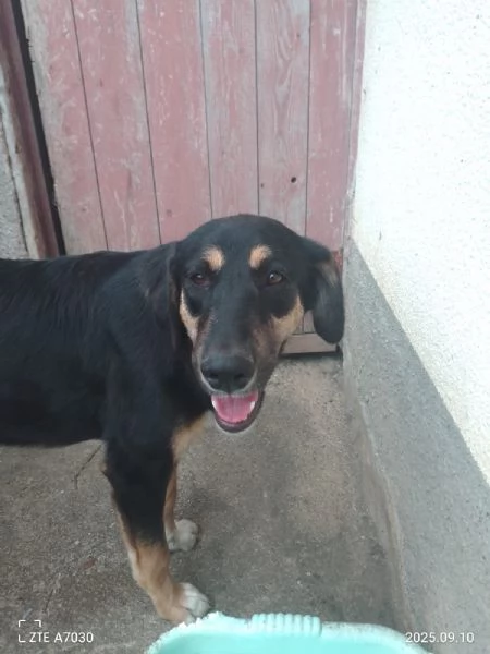 Zoe splendida cucciola cerca famiglia