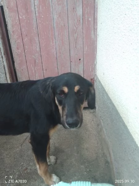 Zoe splendida cucciola cerca famiglia | Foto 1
