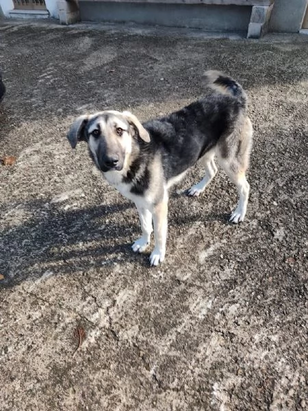 Zoe splendida cucciola cerca famiglia | Foto 5