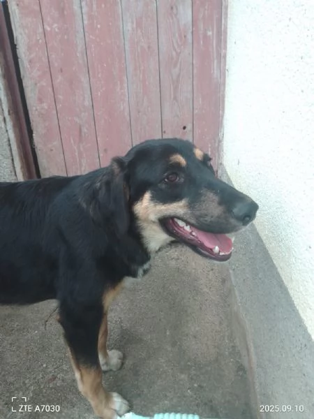 Zoe splendida cucciola cerca famiglia | Foto 0