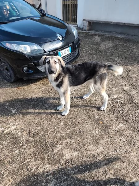 Zoe splendida cucciola cerca famiglia | Foto 3