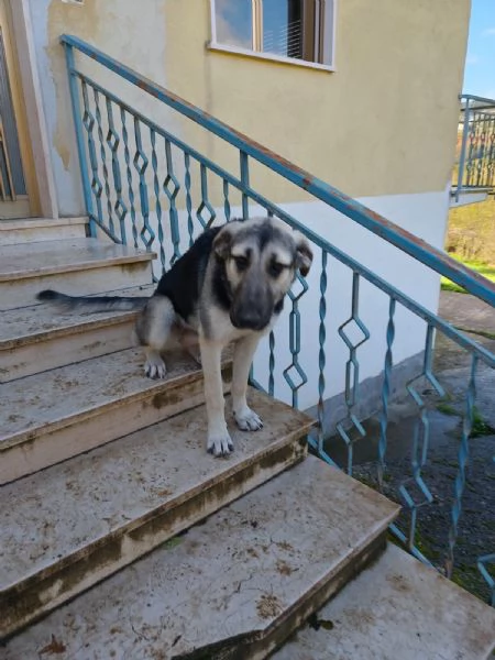 Zoe splendida cucciola cerca famiglia | Foto 2