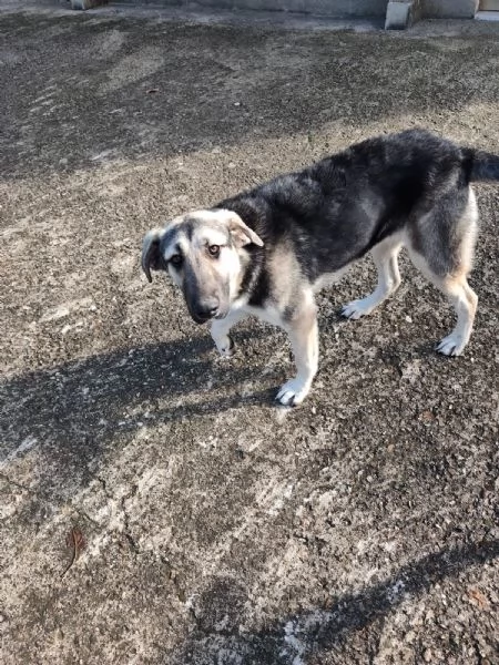 Zoe splendida cucciola cerca famiglia | Foto 1