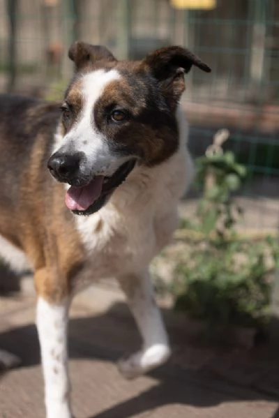 Adozione del cuore per Elena Dolce cagnolona