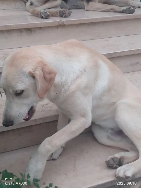 Douglas Splendido Dolce Cucciolo Simil Labrador  | Foto 4