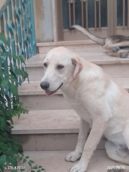 Douglas Splendido Dolce Cucciolo Simil Labrador  | Foto 3