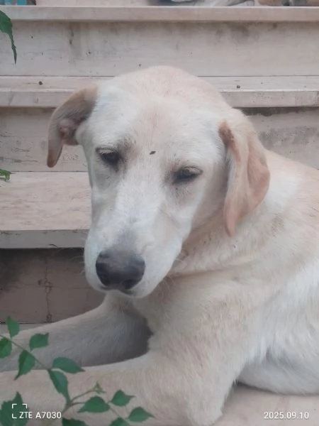 Douglas Splendido Dolce Cucciolo Simil Labrador  | Foto 2