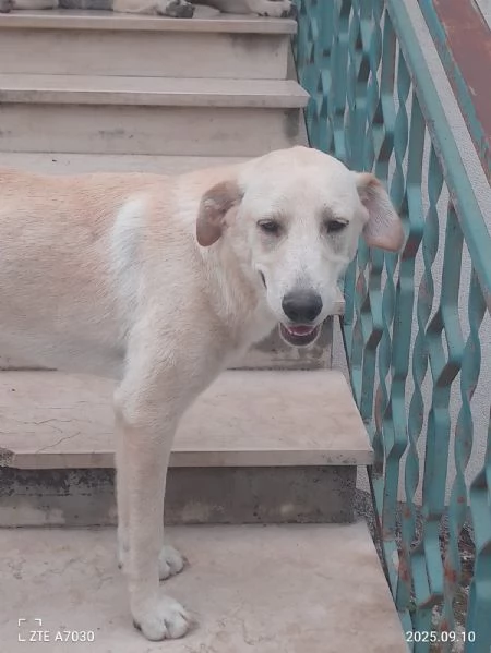 Douglas Splendido Dolce Cucciolo Simil Labrador  | Foto 1