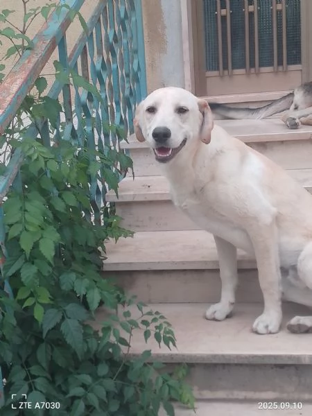 Douglas Splendido Dolce Cucciolo Simil Labrador 