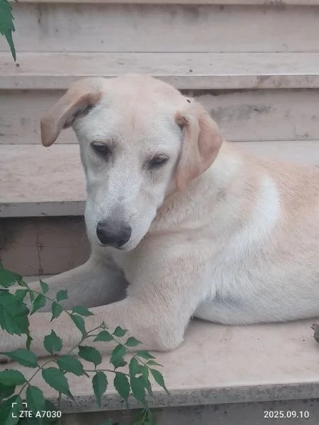 Douglas Splendido Dolce Cucciolo Simil Labrador  | Foto 0