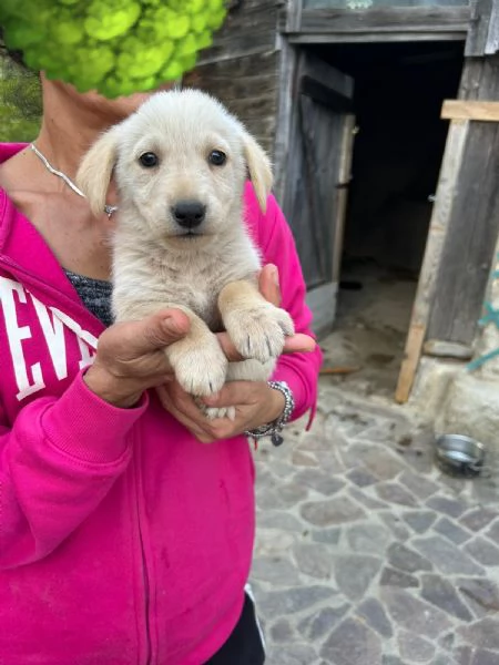 Lucy Meravigliosa Dolce Cucciola Cerca Famiglia | Foto 6