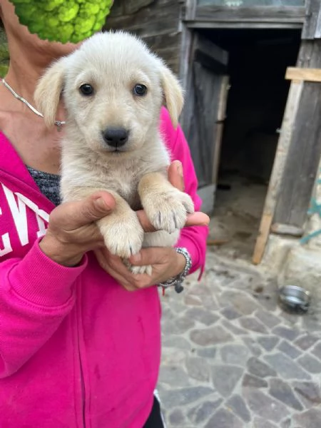 Lucy Meravigliosa Dolce Cucciola Cerca Famiglia | Foto 5