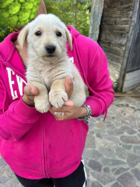 Lucy Meravigliosa Dolce Cucciola Cerca Famiglia | Foto 4