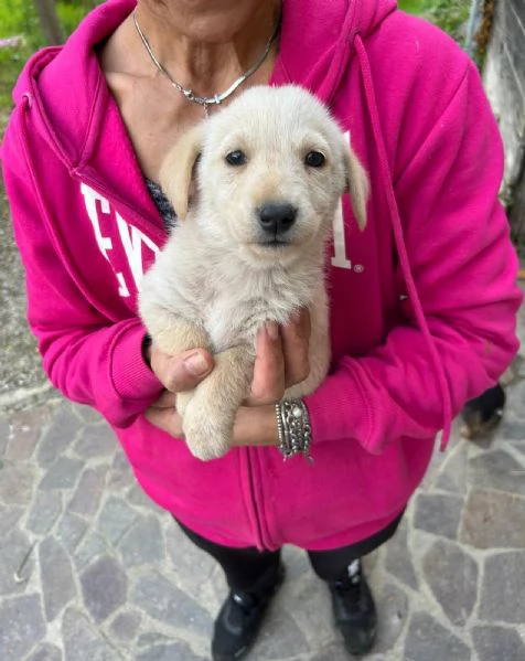 Lucy Meravigliosa Dolce Cucciola Cerca Famiglia | Foto 3