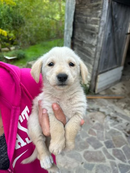 Lucy Meravigliosa Dolce Cucciola Cerca Famiglia