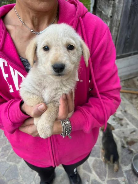 Lucy Meravigliosa Dolce Cucciola Cerca Famiglia | Foto 2