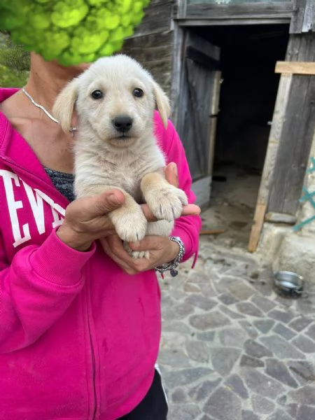 Lucy Meravigliosa Dolce Cucciola Cerca Famiglia | Foto 1