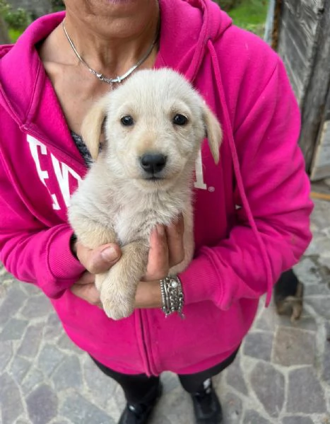 Lucy Meravigliosa Dolce Cucciola Cerca Famiglia | Foto 0