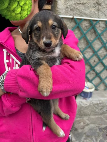 Chloe Deliziosa Dolce Cucciola Cerca Famiglia | Foto 5