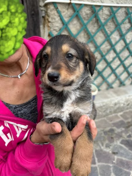 Chloe Deliziosa Dolce Cucciola Cerca Famiglia | Foto 4