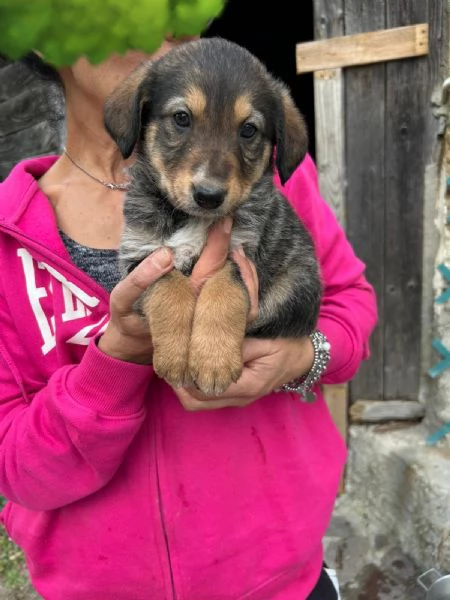 Chloe Deliziosa Dolce Cucciola Cerca Famiglia | Foto 3